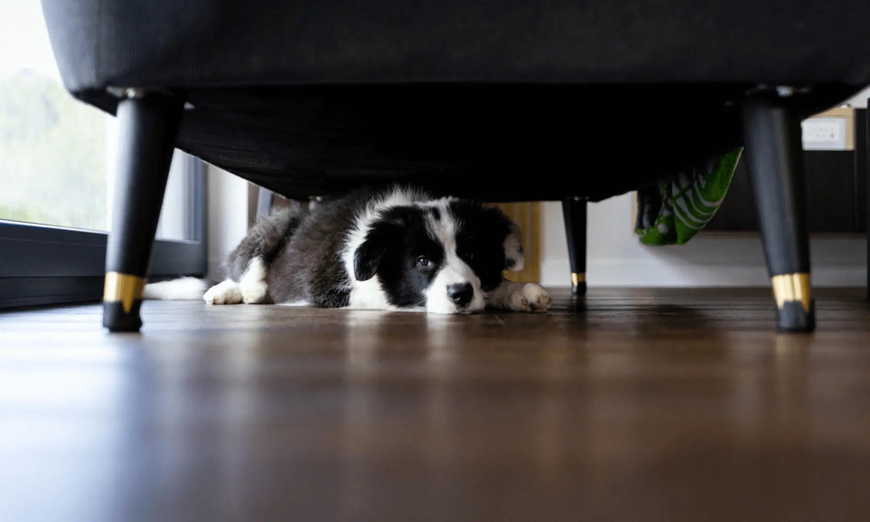 Anxiety, Hyperactivity, and Digestion in Dogs: What’s the Gut Got to Do With It?