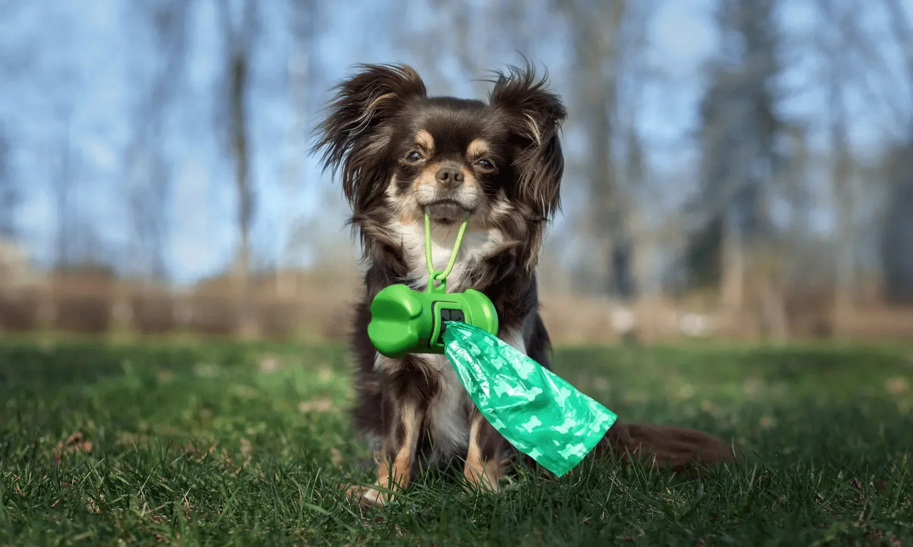 How Long Do Probiotics Take to Work in Dogs?