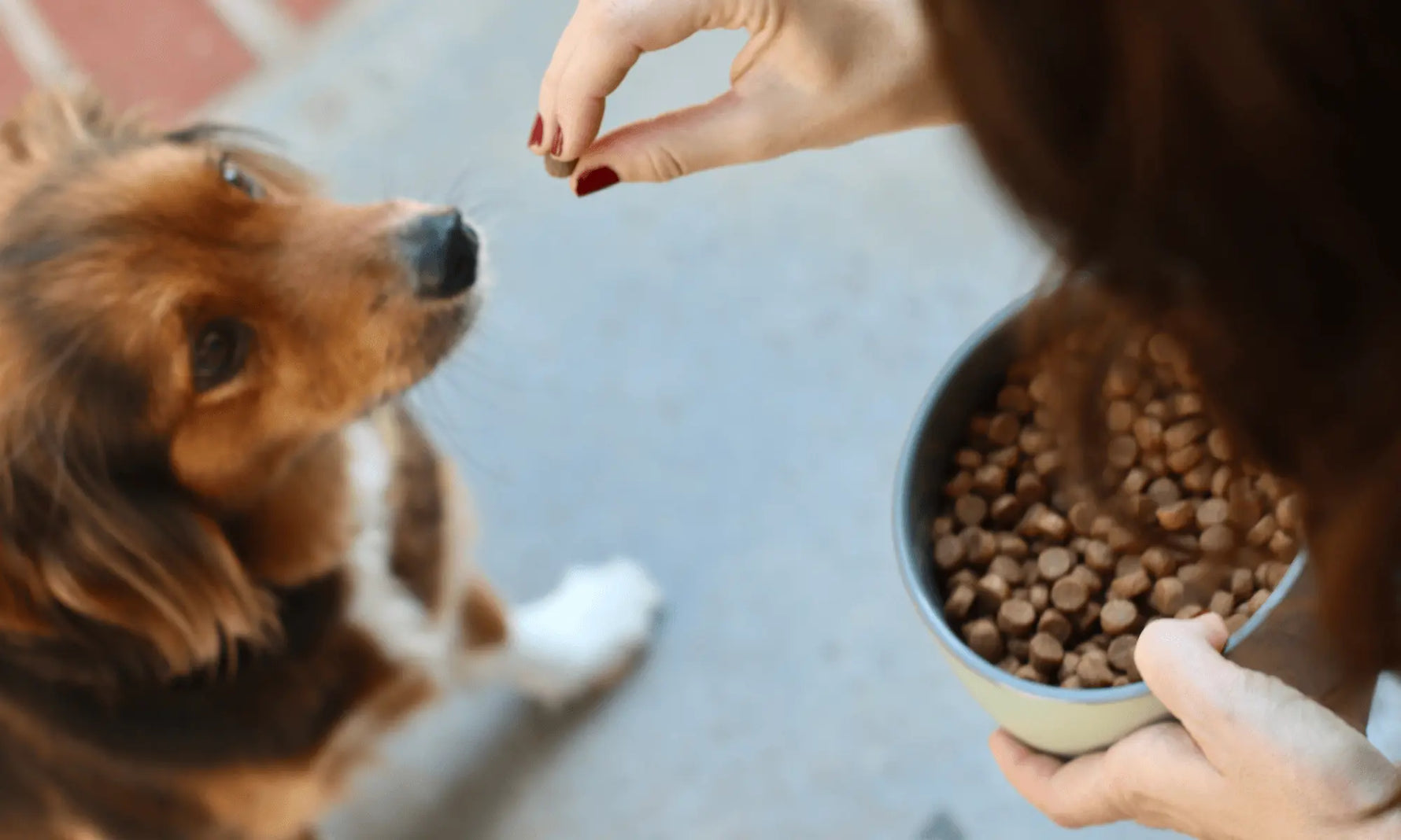 Lamb Meal vs. Lamb: What’s the Difference - and Which Is Better for Your Dog?
