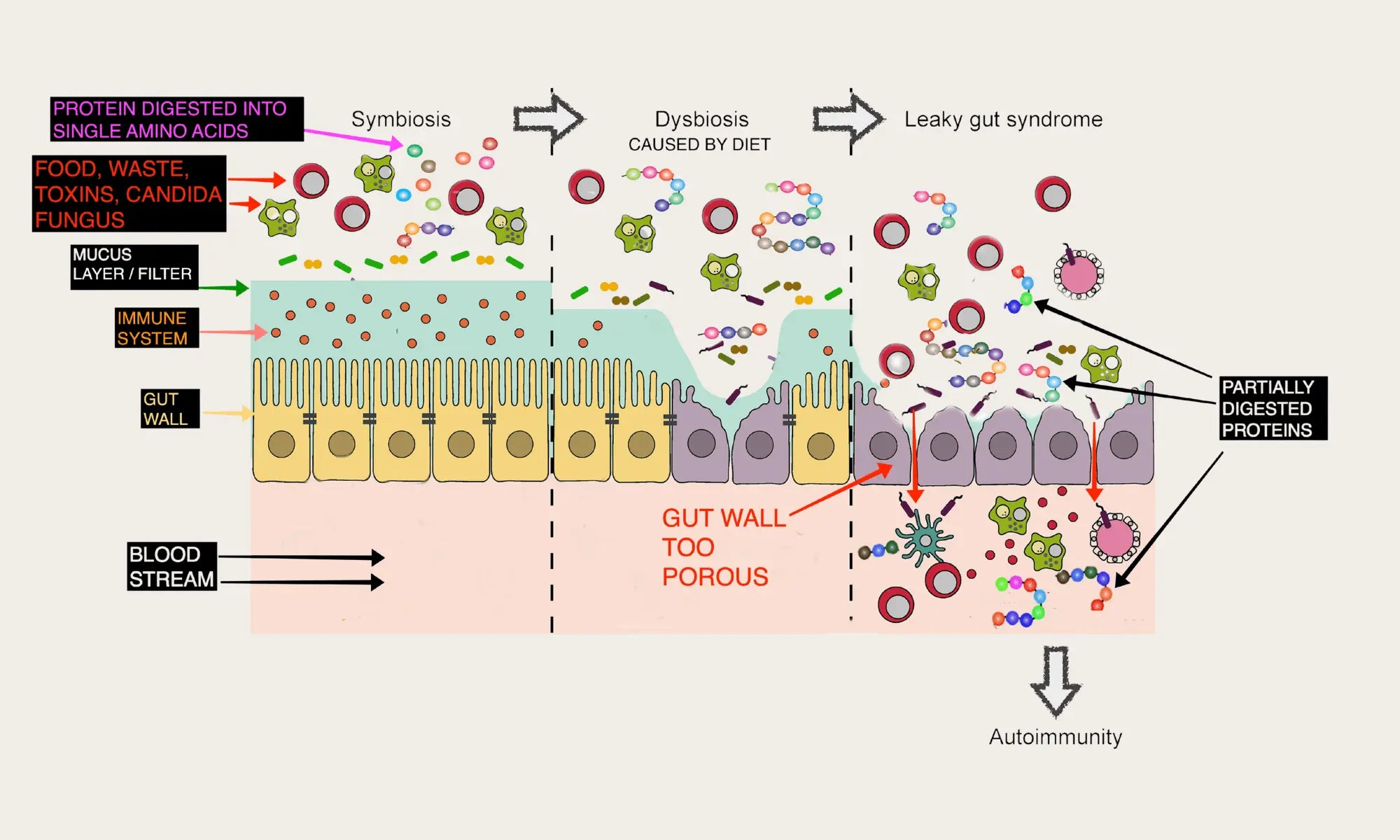Dog Gut Microbiota Health: How Diet Affects Gut Bacteria | Brothers Dog Food, image size:2000x1200