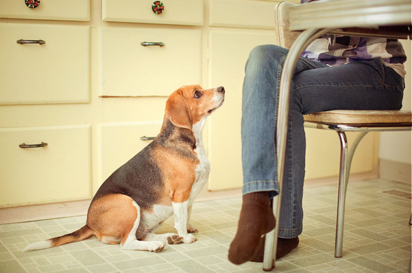 Are You Overfeeding Your Dog