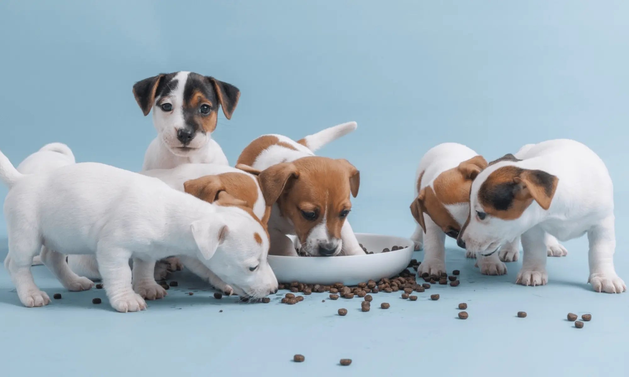 Puppy Feeding Guide: How Much, How Often, and What to Feed