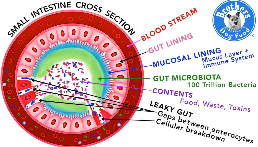 Inside of the Small Intestine where a Leaky Gut condition is present