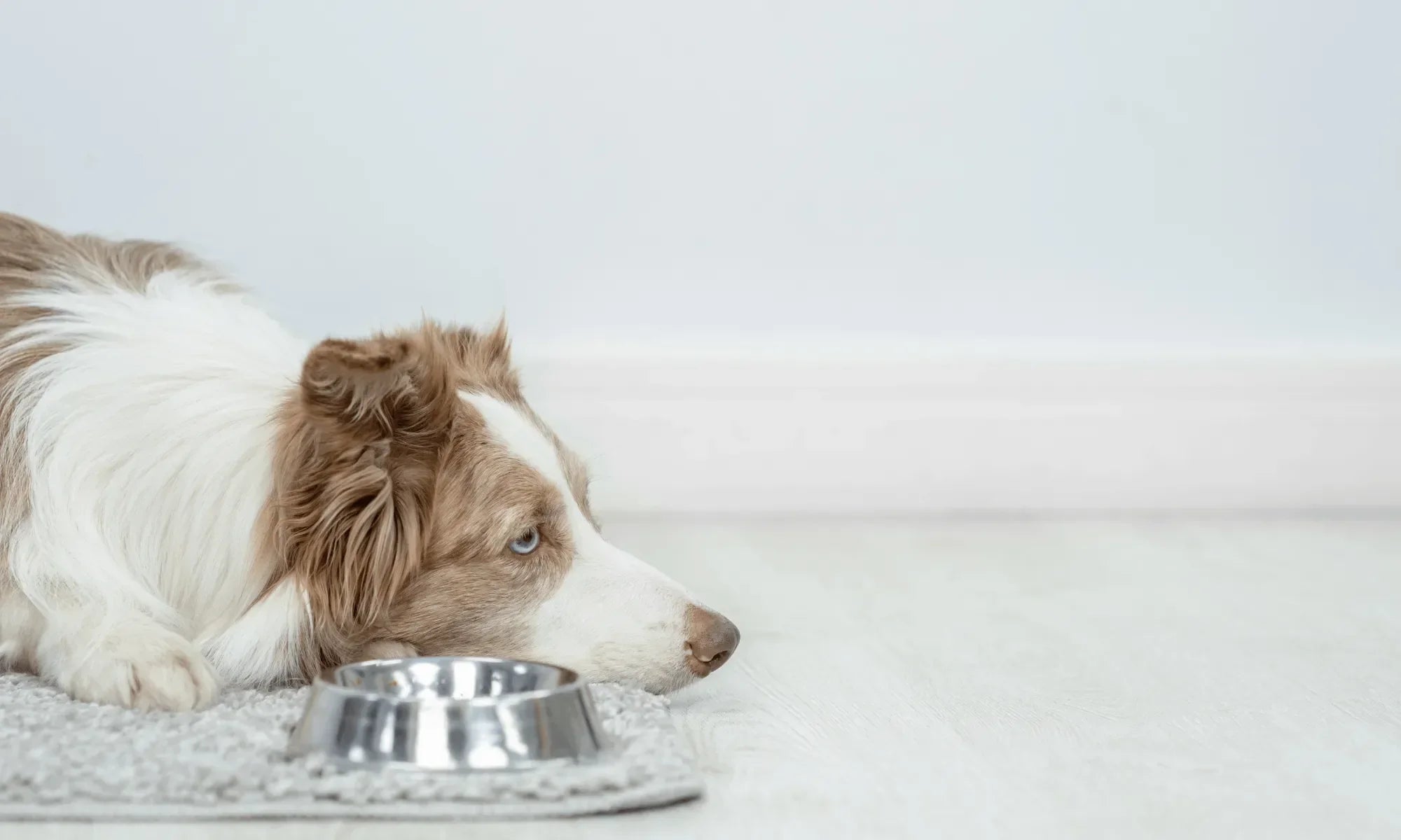 What to Feed a Dog with Diarrhea (And What Could Make It Worse)
