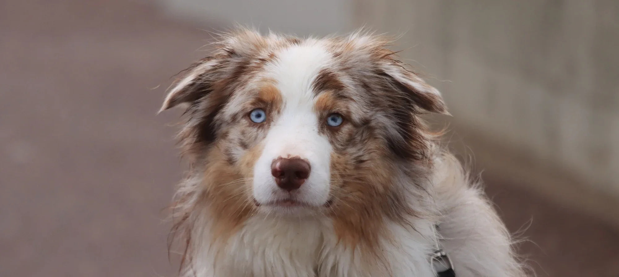 Red merle Australian Shepherd with blue eyes