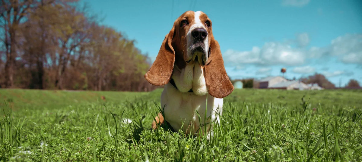 Basset Hound sitting in long grass under a blue sky