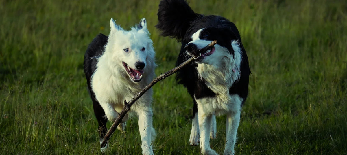 White Border Collie and black-and-white Border Collie carrying a stick through tall grass