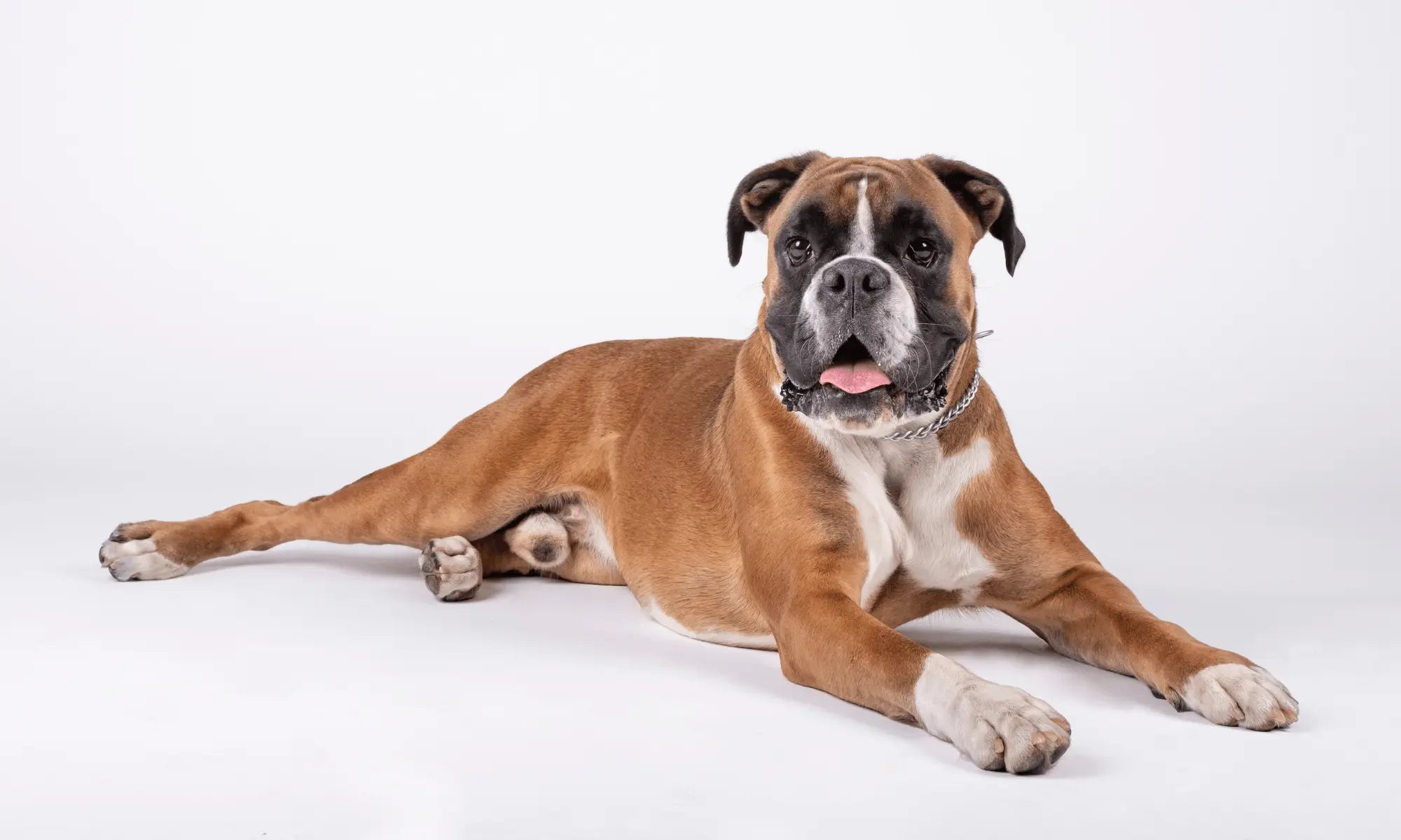 Boxer Dog
