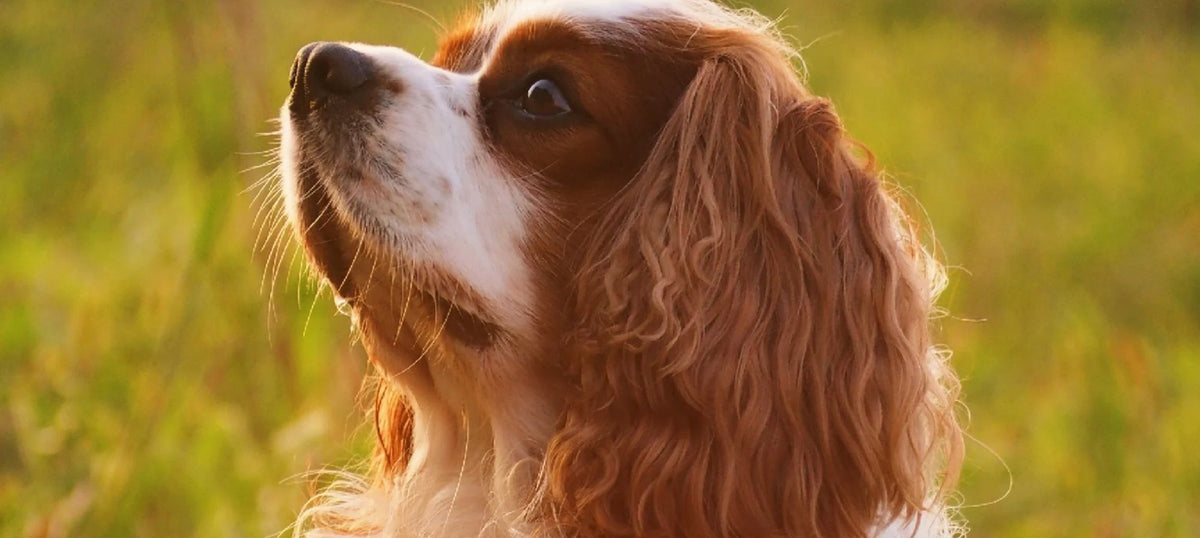Blenheim Cavalier King Charles Spaniel sitting in long grass at sunset