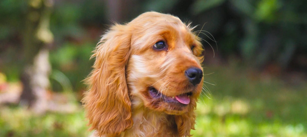 Golden Cocker Spaniel puppy sitting on grass in the sun