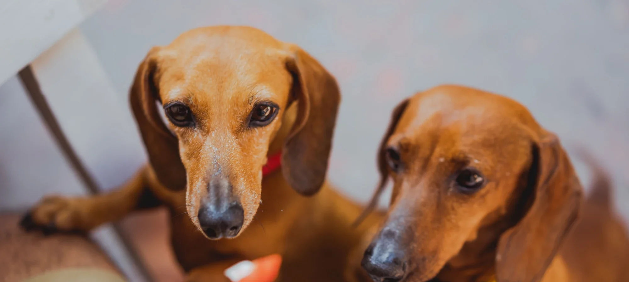 Two Dachshunds looking up at a person's hand