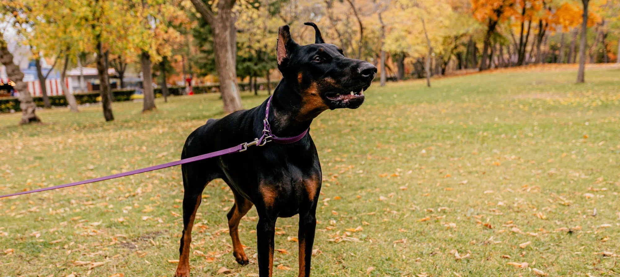 Black and tan Doberman standing on a purple leash in an autumn park