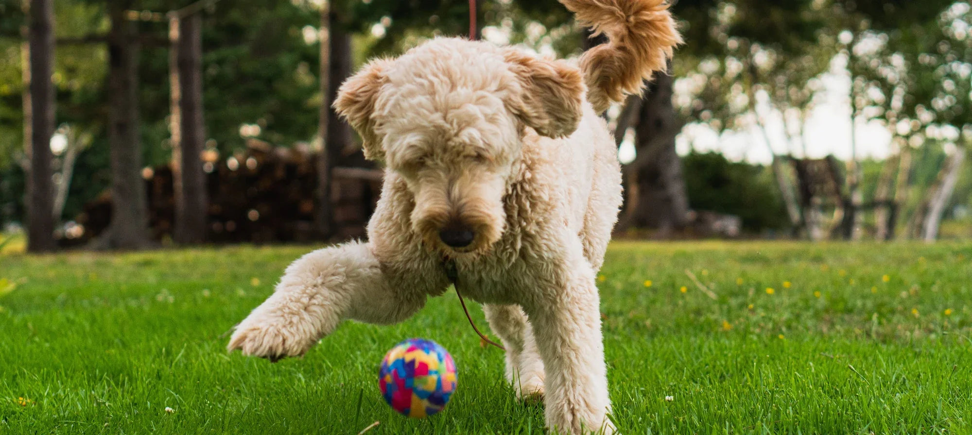 Goldendoodle playing with a ball on grass