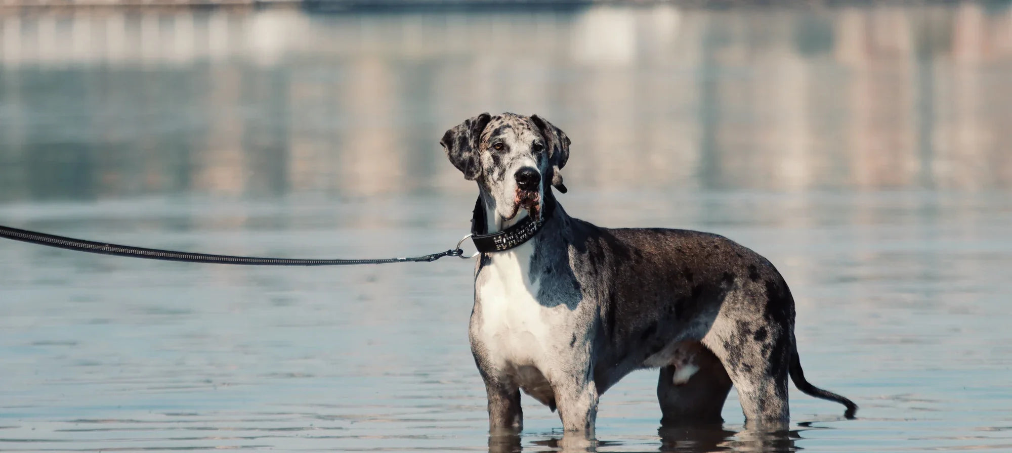 Merle Great Dane standing in shallow water on a leash