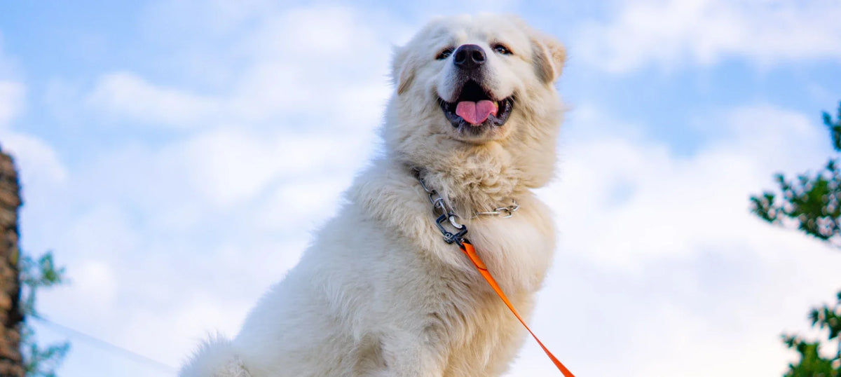 Great Pyrenees sitting on a rock against a blue sky