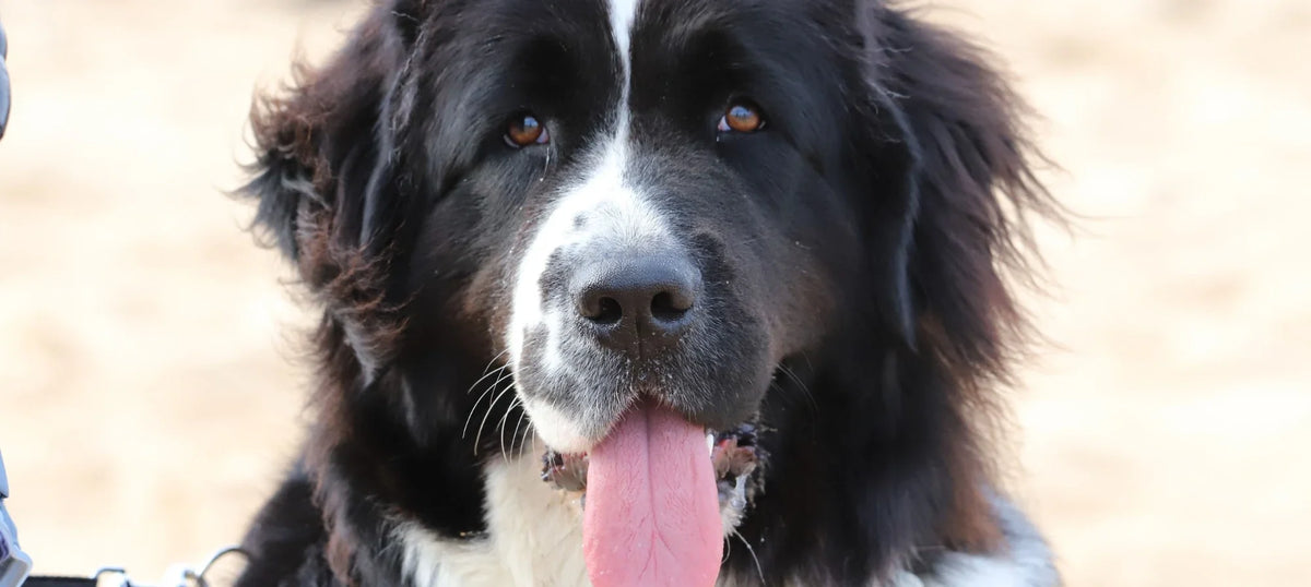 Black and white Newfoundland on a sandy beach