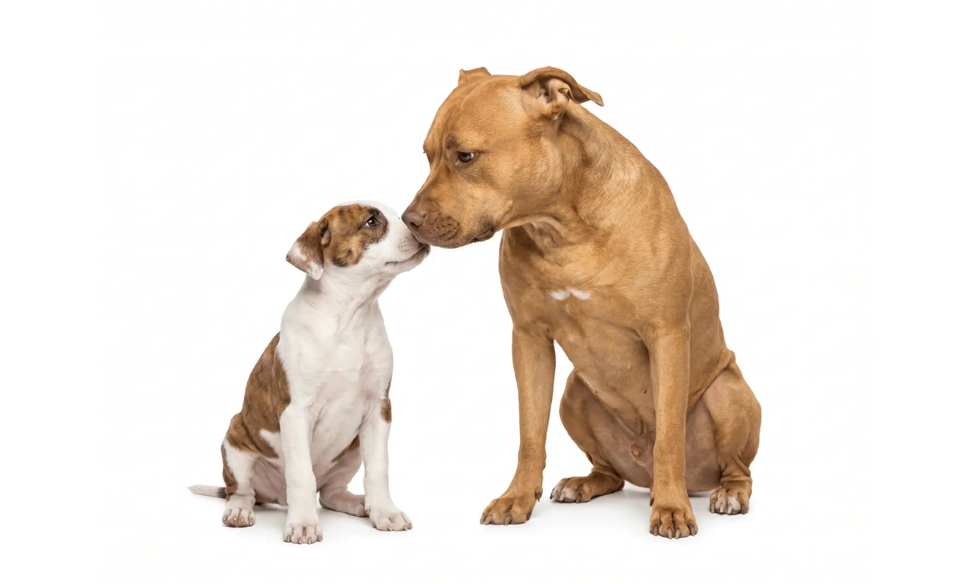 American Pit Bull & Puppy