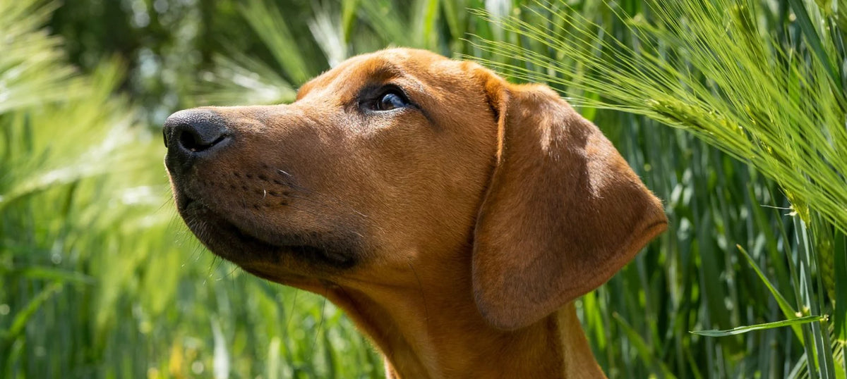 Rhodesian Ridgeback looking up in tall green grass