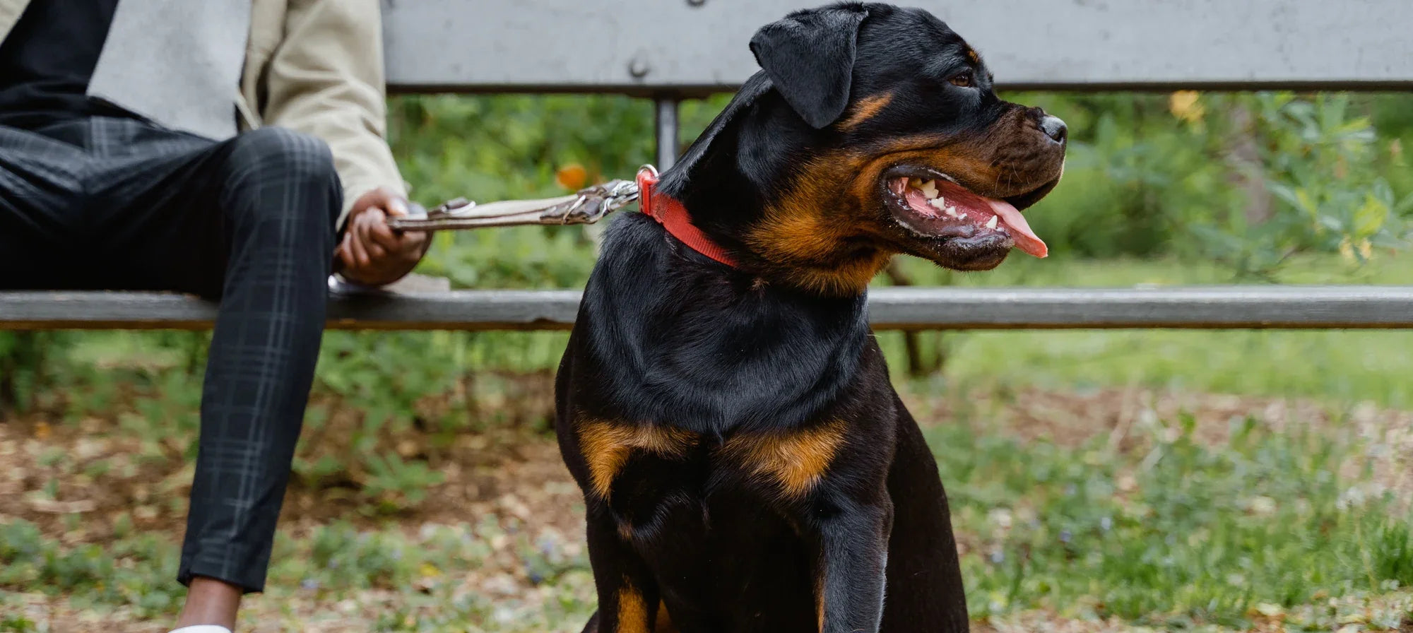 Rottweiler sitting on a park path beside its owner