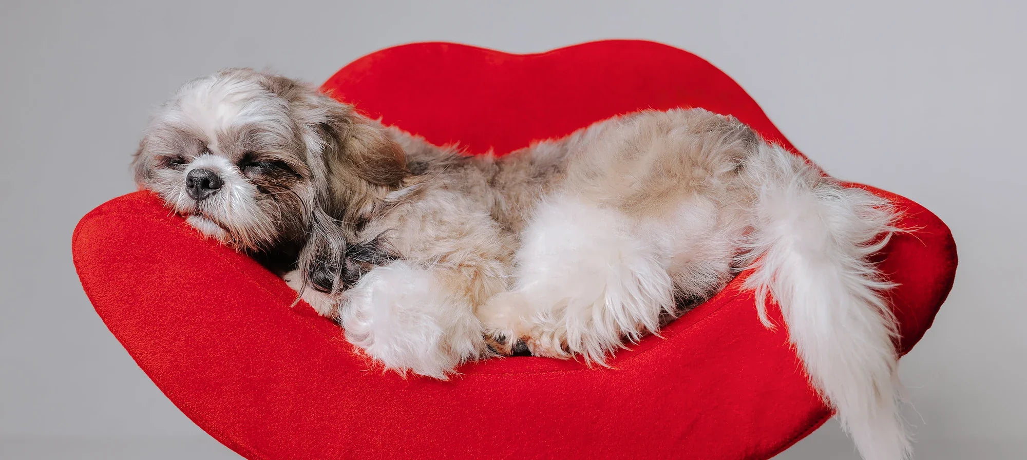 Shih Tzu resting on a red lip-shaped chair