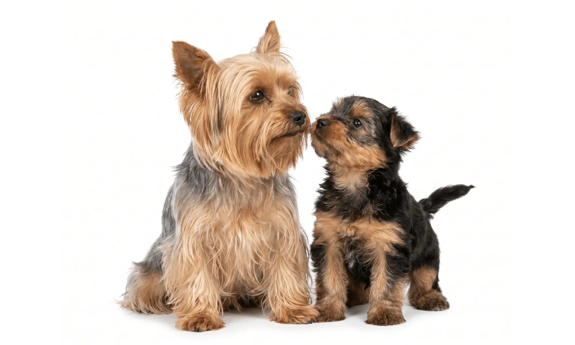 Yorkie & Puppy