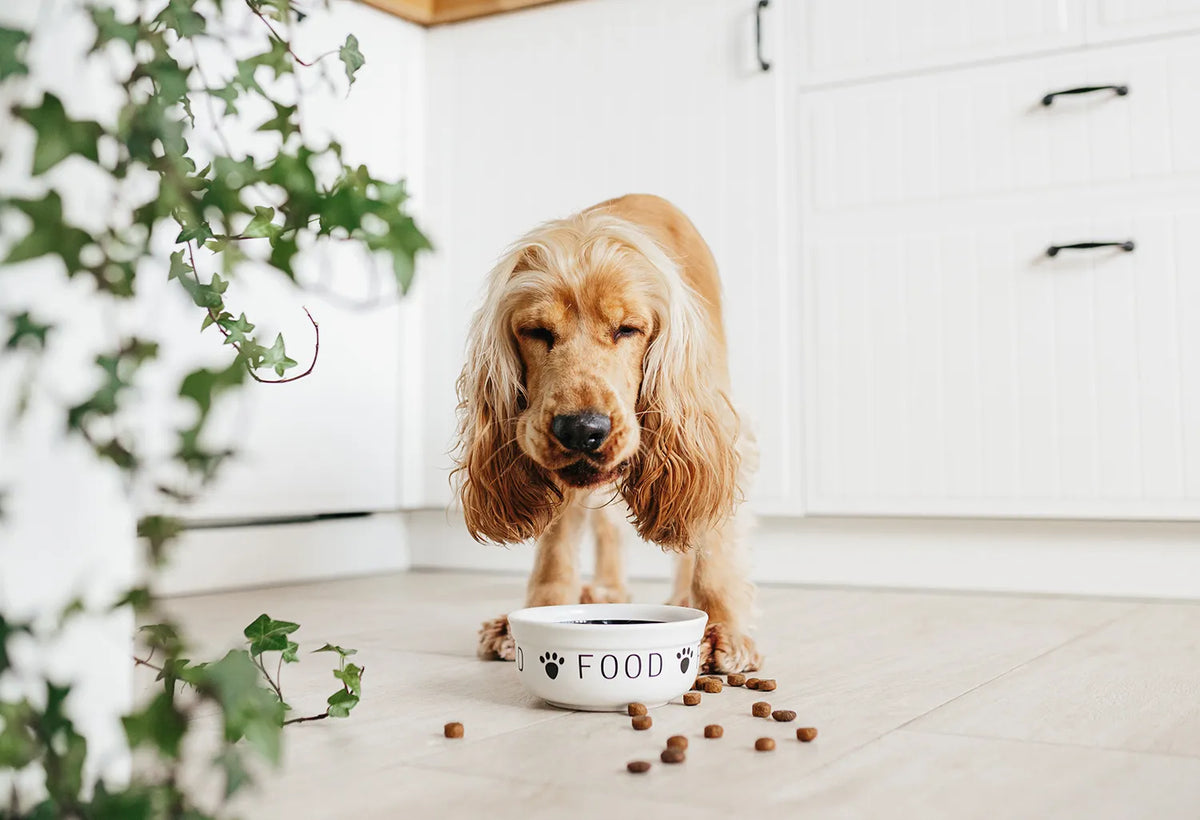 dog eating brothers dog food for gut health