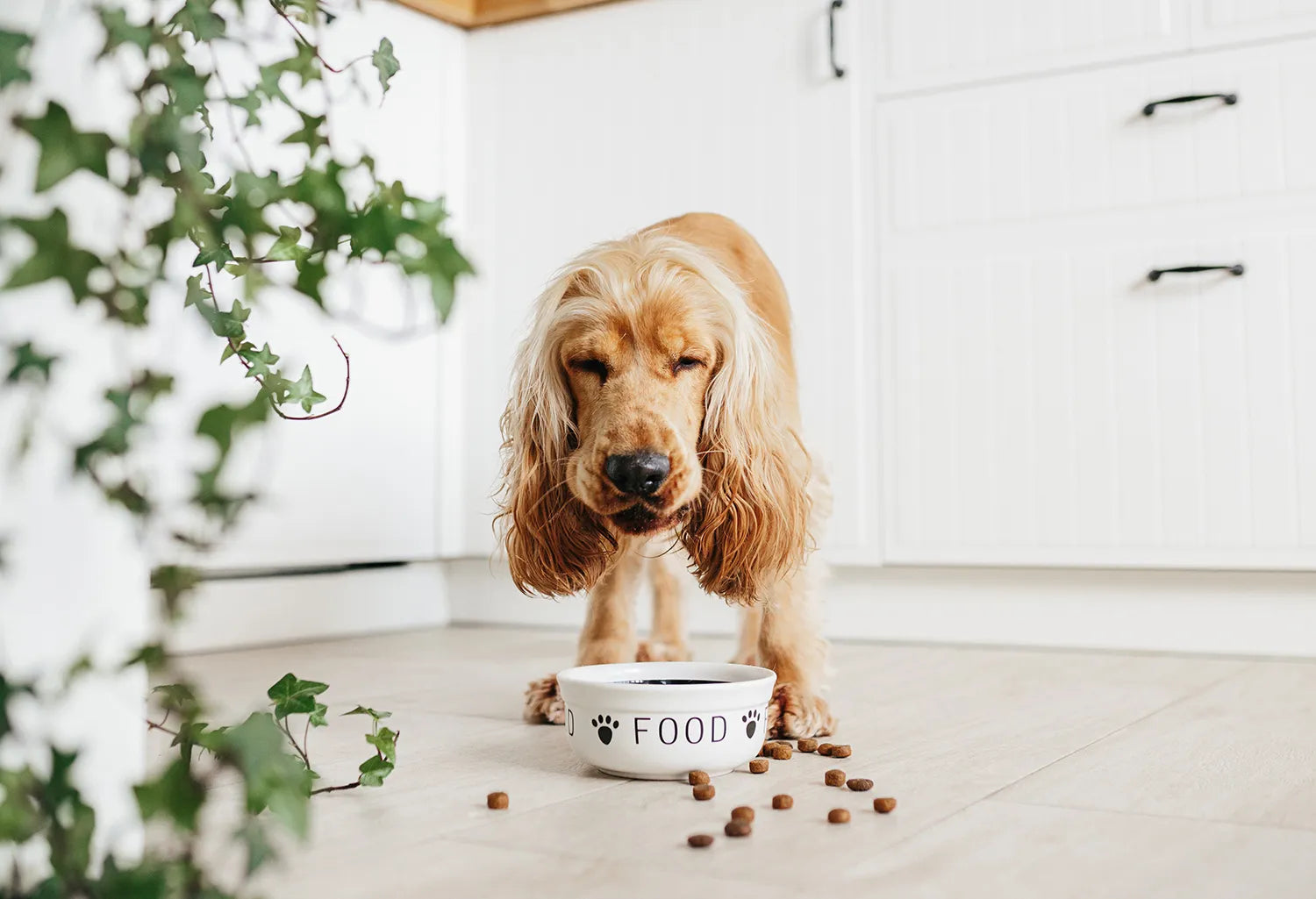 dog eating brothers dog food for gut health
