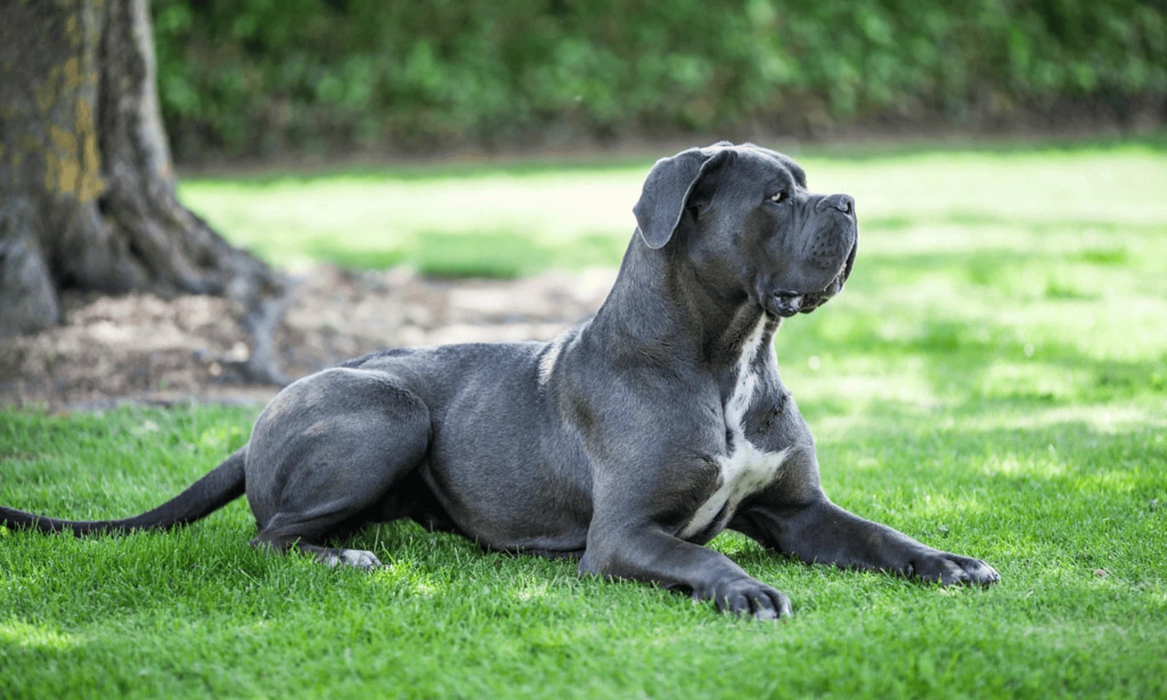 Best Dog Food for Cane Corsos