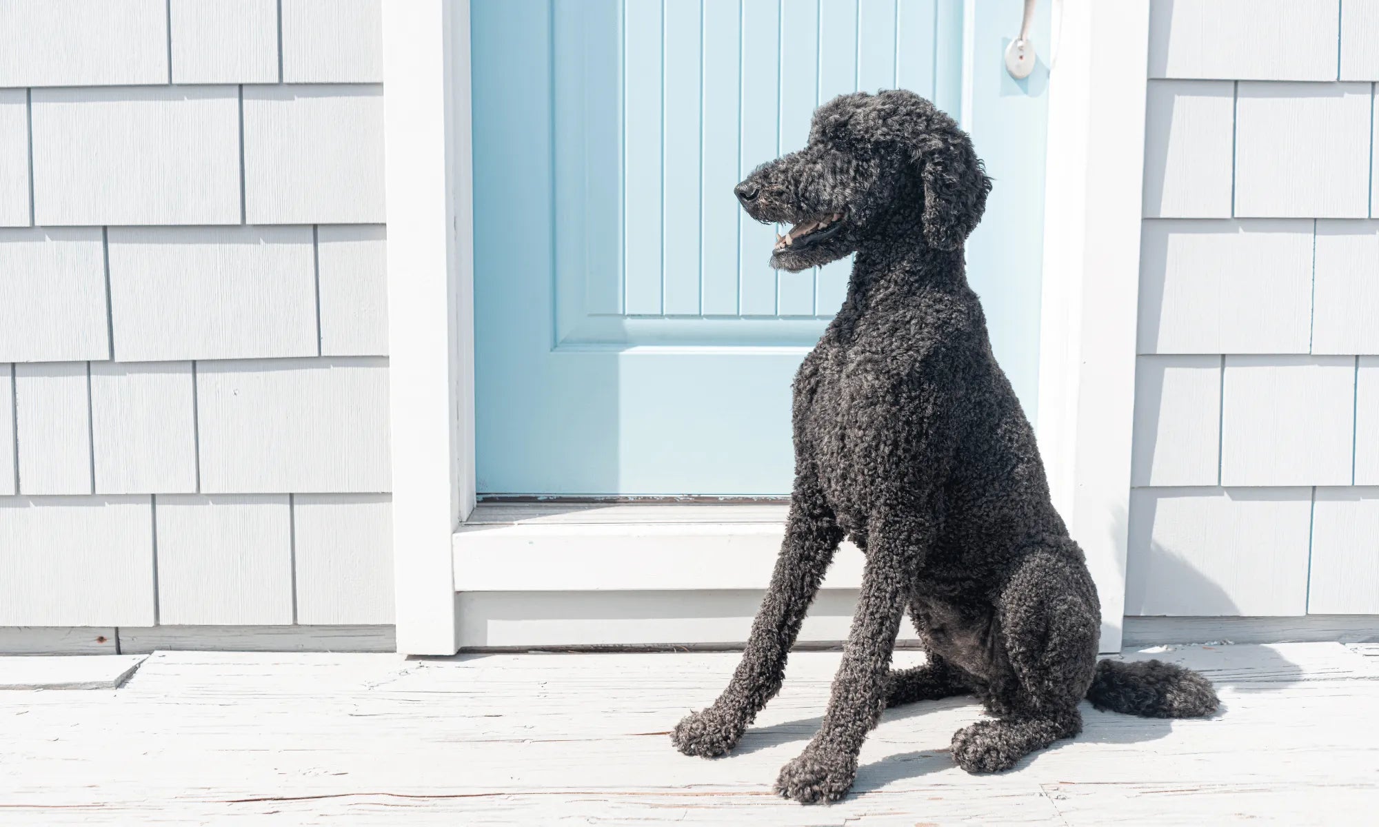 Best Dog Food for Poodles