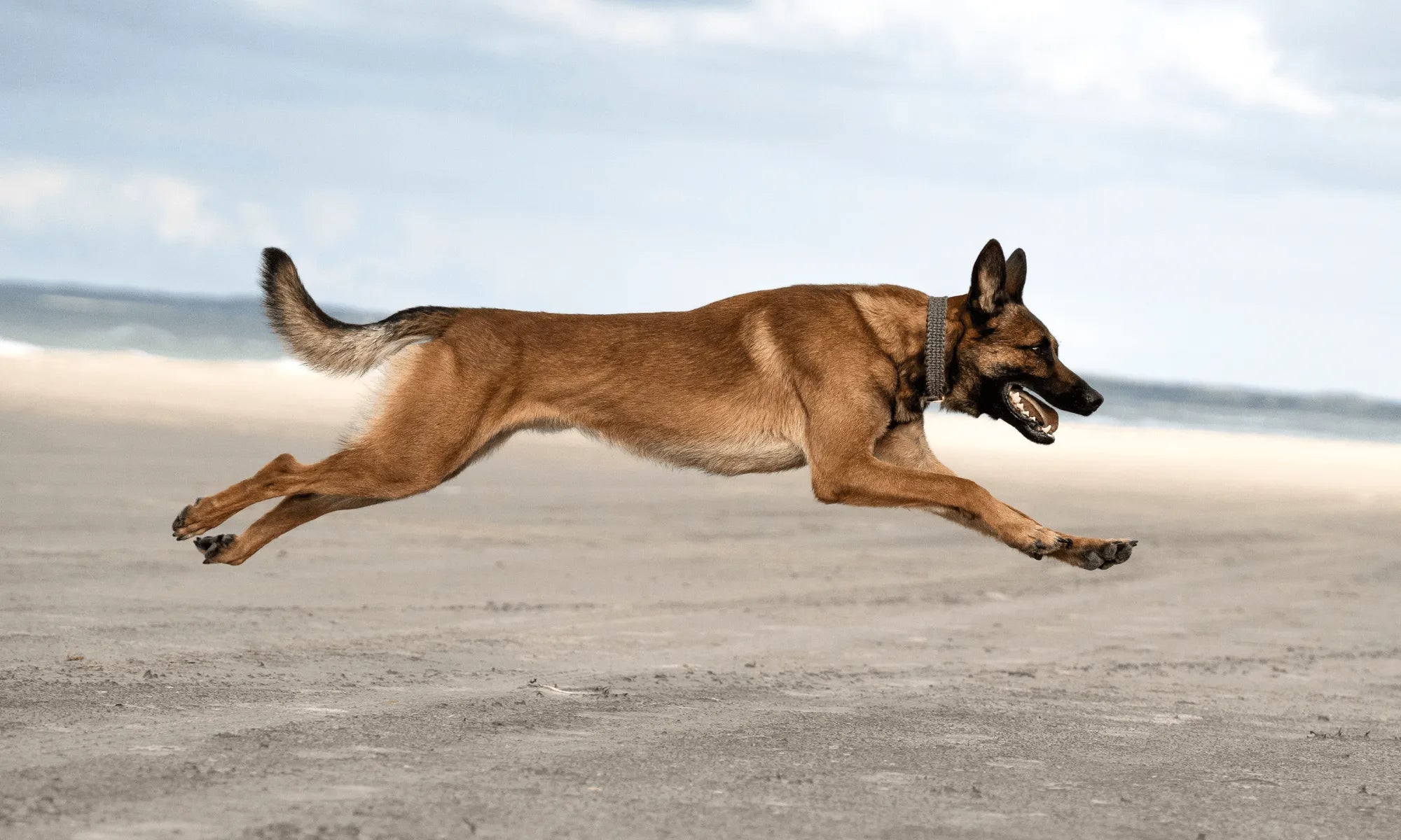 Best Dog Food for Belgian Malinois