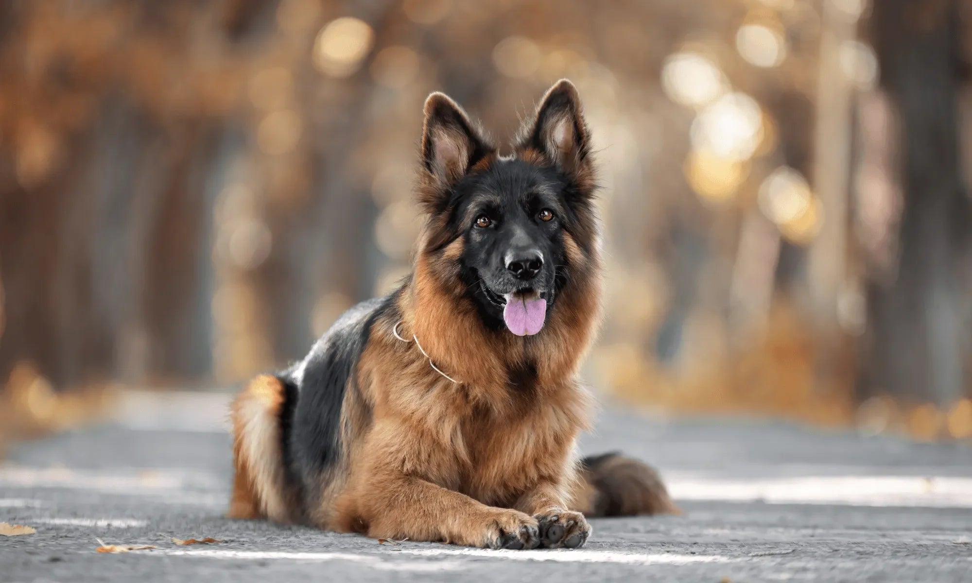 Best Dog Food for German Shepherds