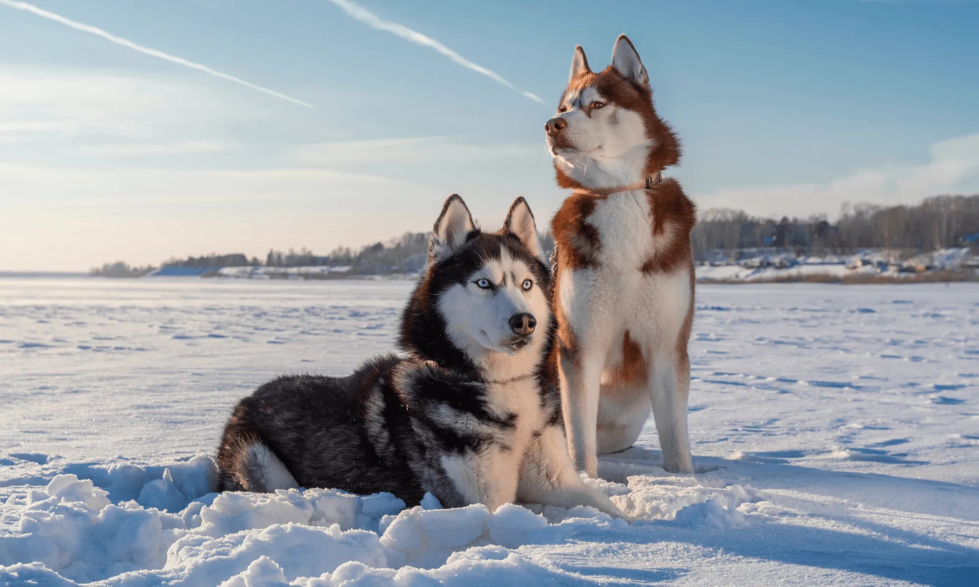 Best Dog Food for Siberian Huskies