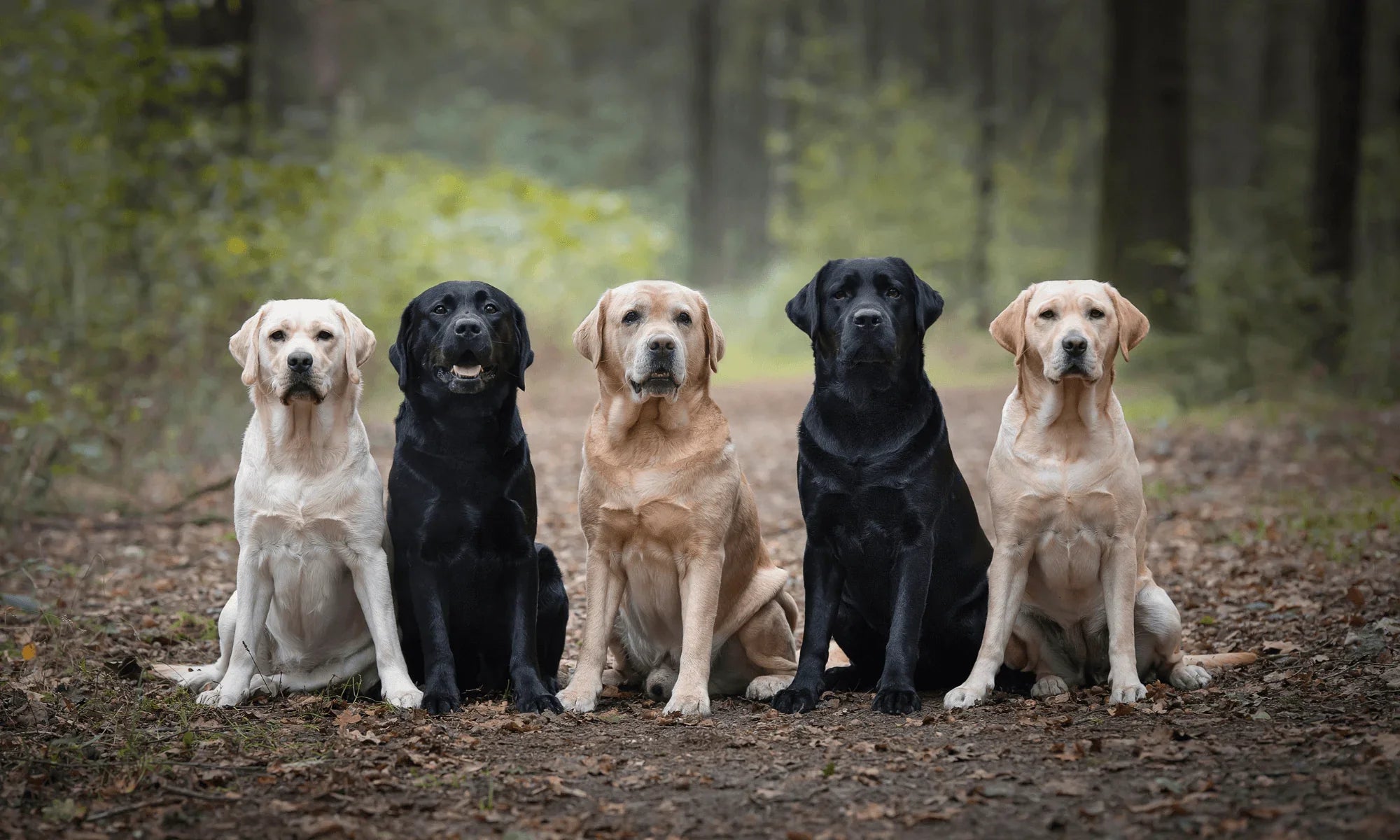 Best Dog Food for Labrador Retrievers