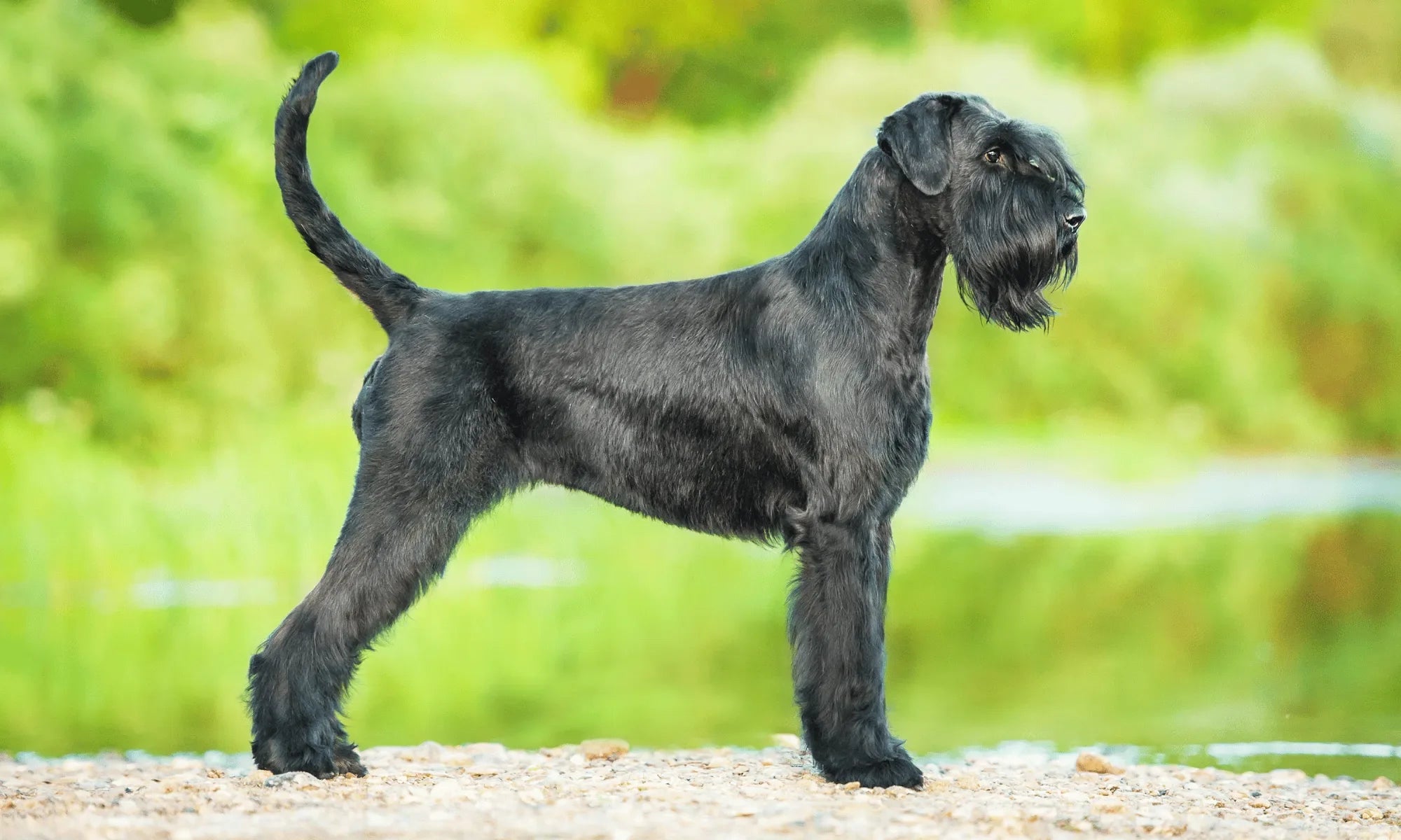 Best Dog Food for Schnauzers