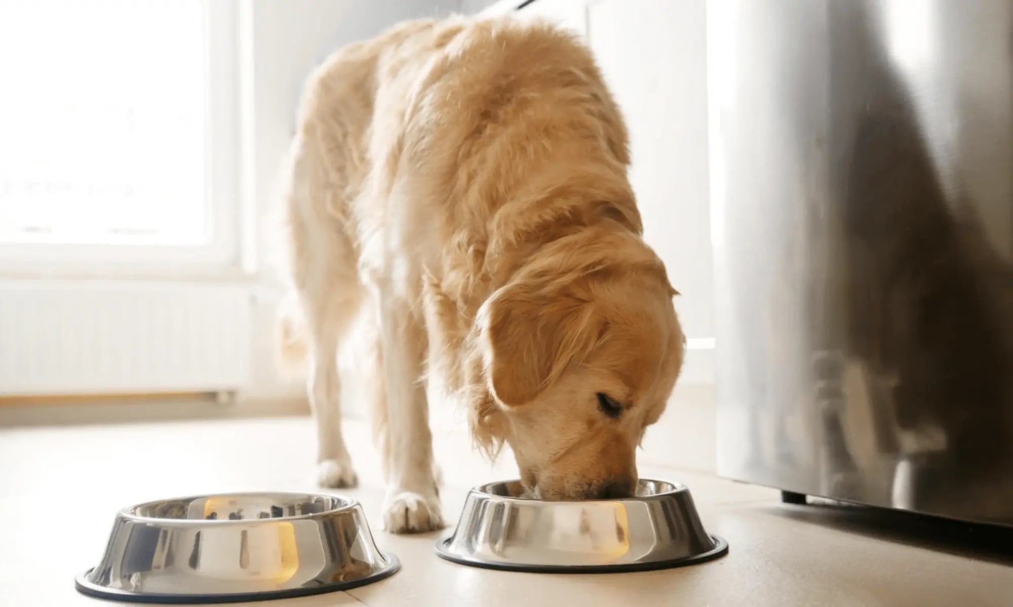 Dog eating from a metal bowl on a light-colored floor.