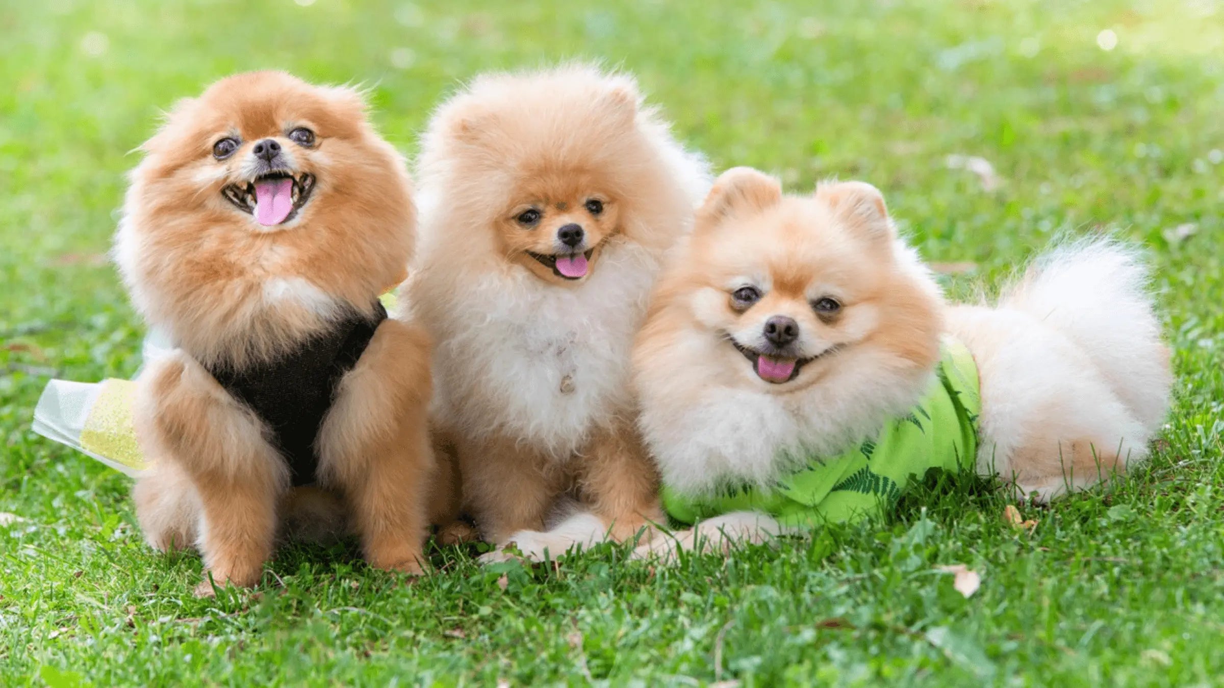 Best Dog Food for Pomeranians