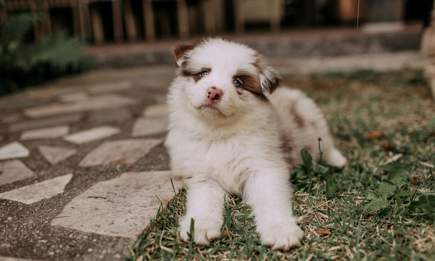 Australian Shepherd puppy lying on grass beside a stone path