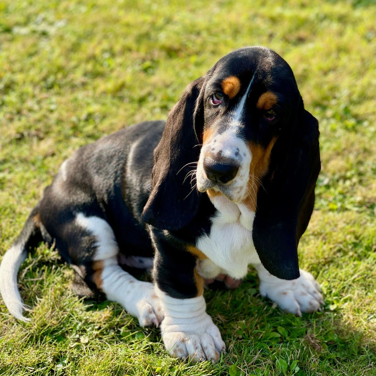 Tricolour Basset Hound puppy sitting on grass in the sun