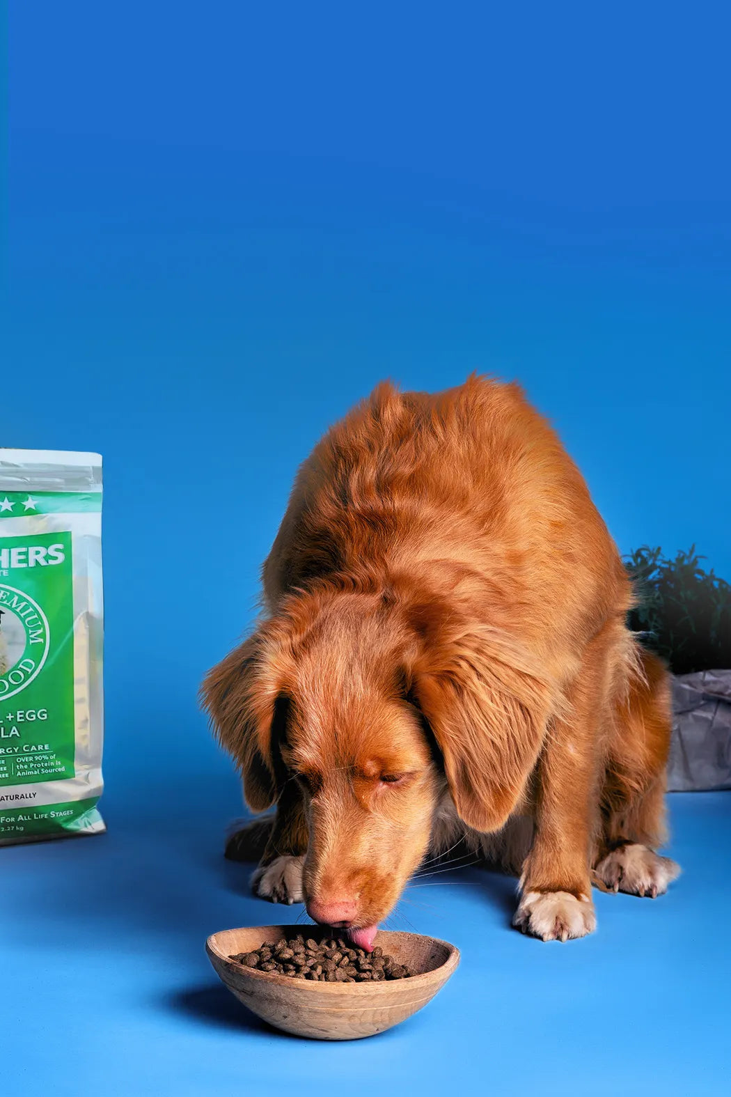 Dog eating from a bowl with a bag of dog food on a blue background