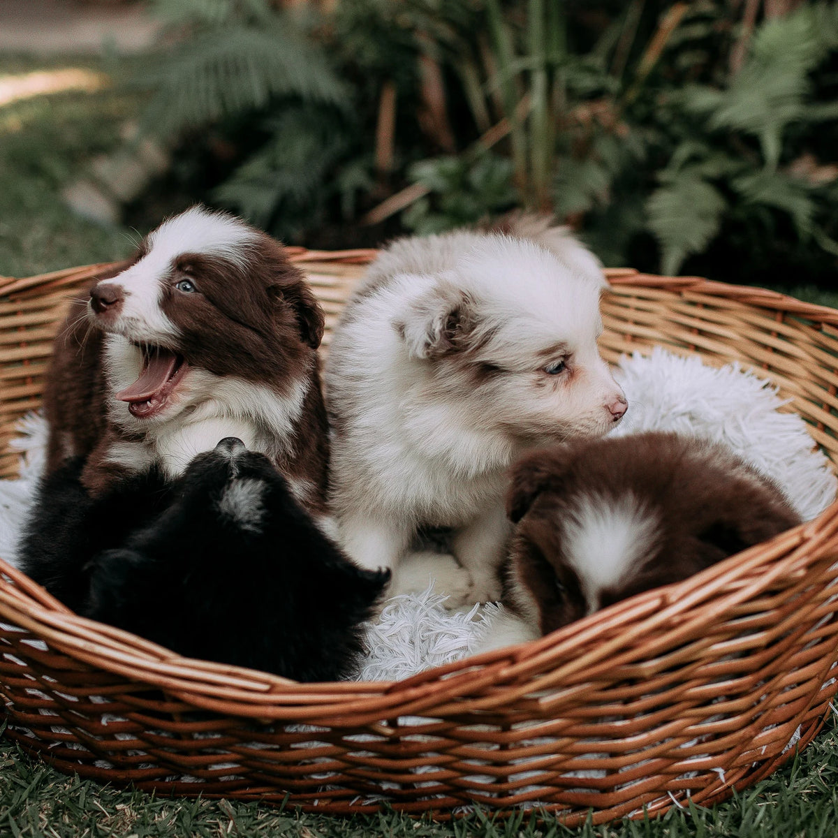 Litter of Border Collie puppies in a wicker basket