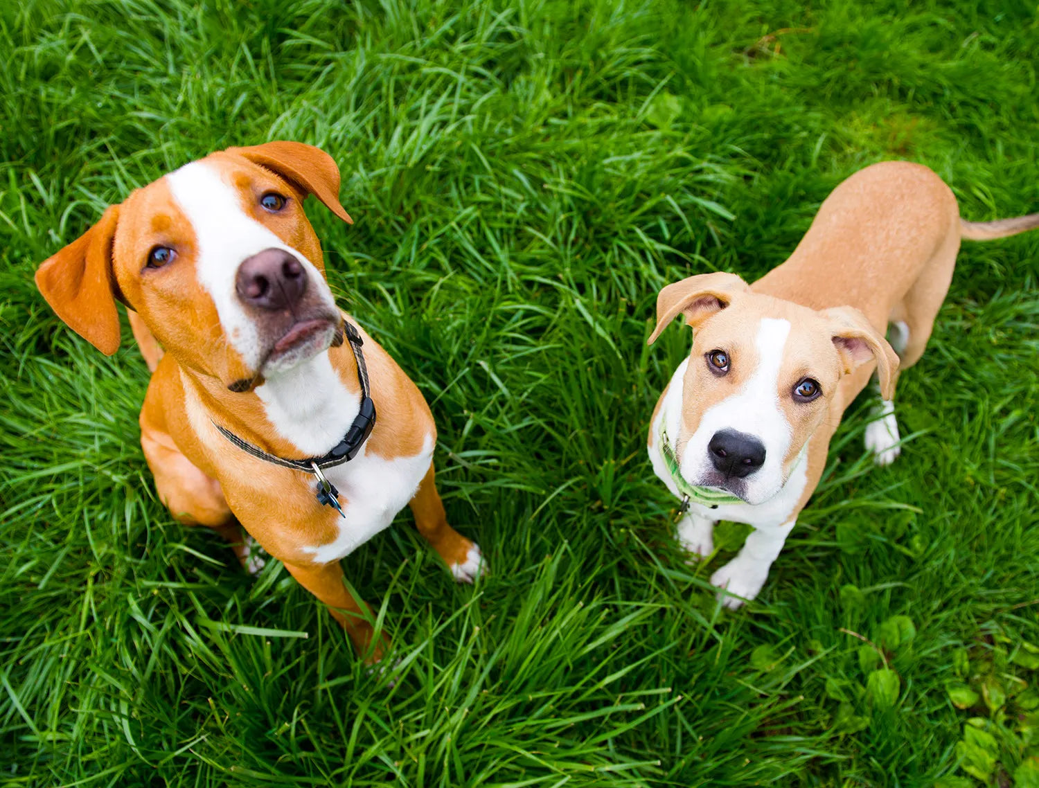 Two dogs on a grassy field