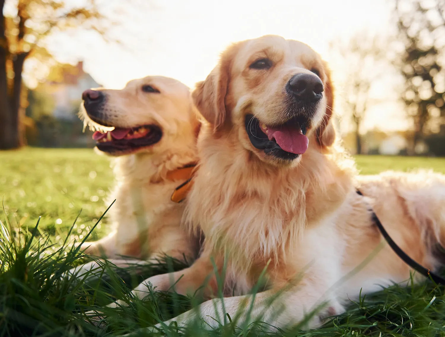 Two golden retrievers sitting on grass with a blurred background