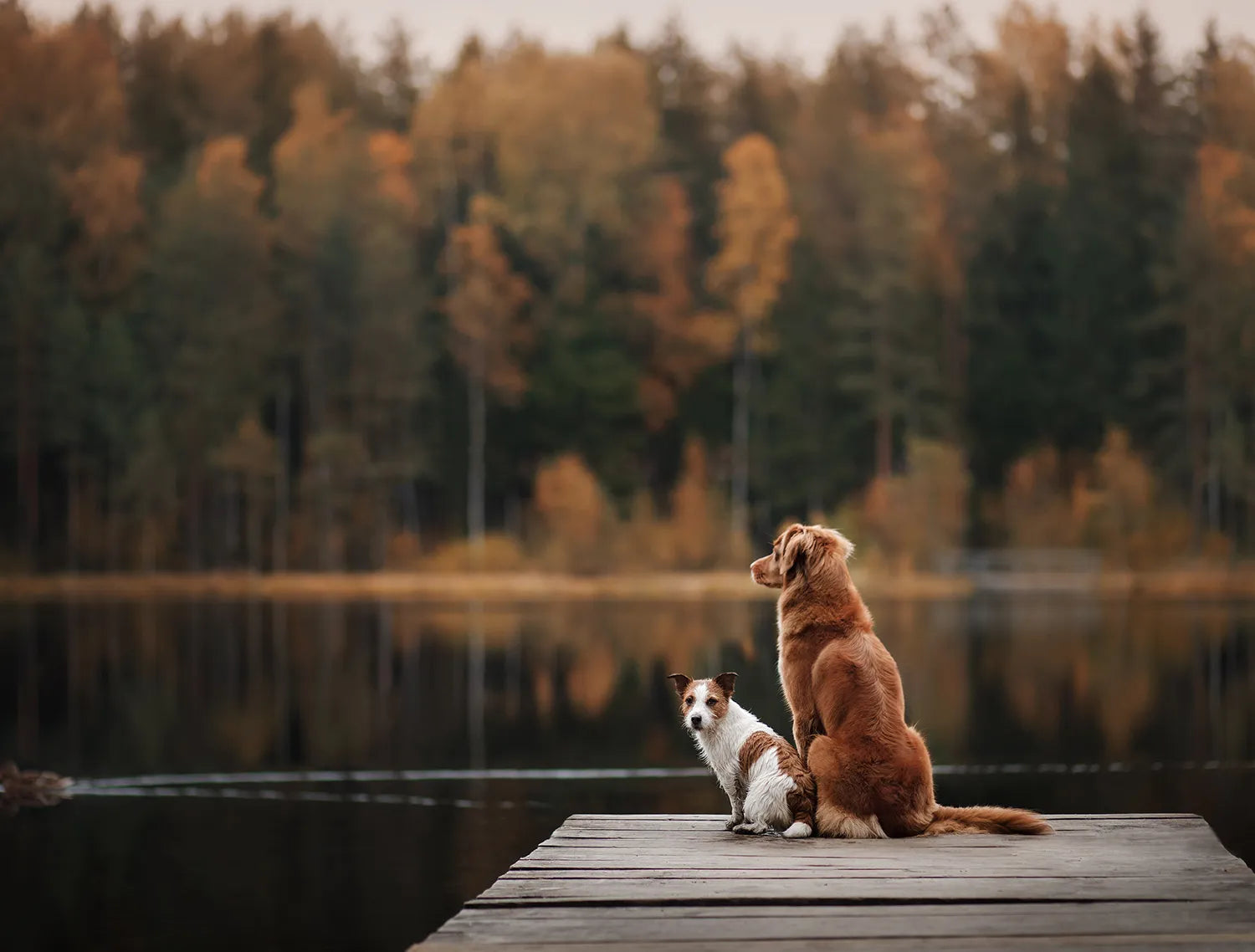 Two dogs sitting on a wooden dock by a lake with trees in the background