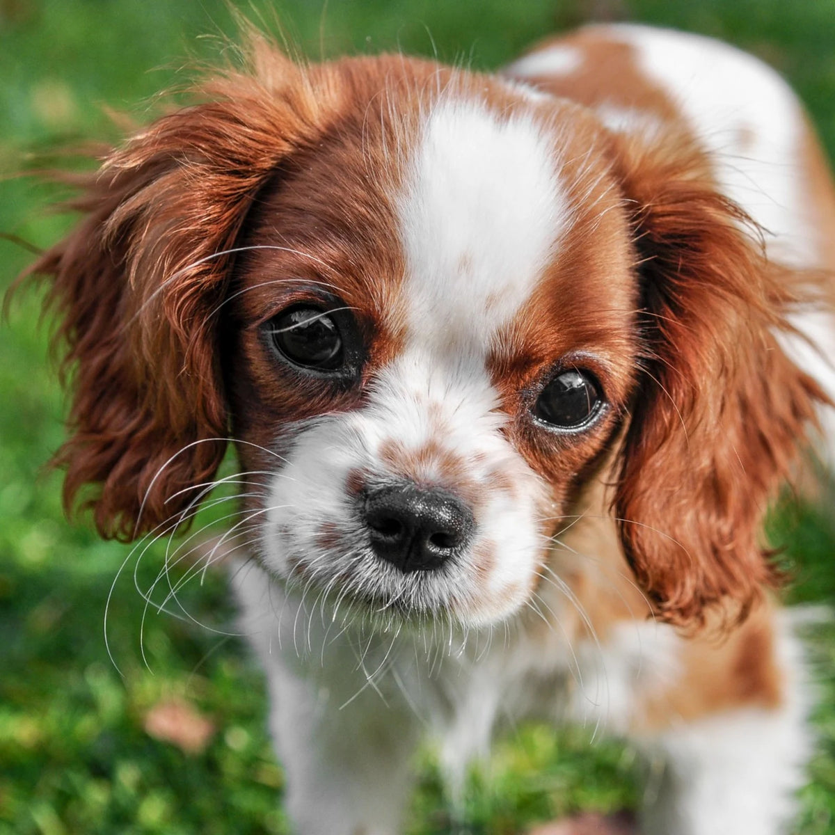 Blenheim Cavalier King Charles Spaniel puppy standing on grass