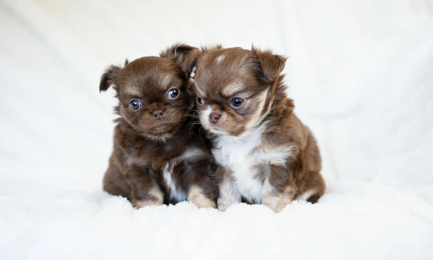 Two chocolate long-haired Chihuahua puppies sitting together on a white blanket