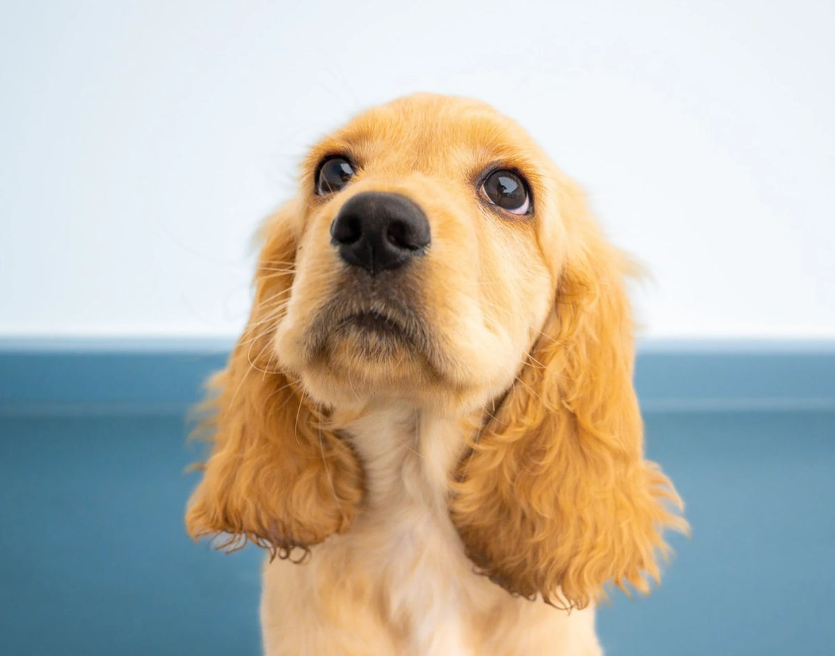 Golden Cocker Spaniel puppy looking up against a blue background