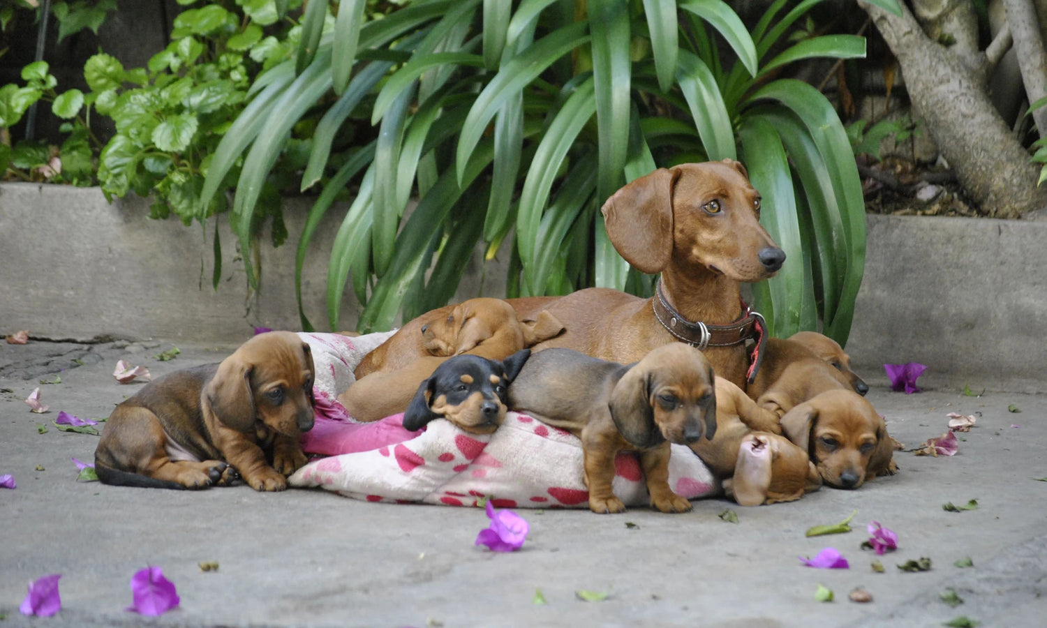 Dachshund mother resting outdoors with her litter of six puppies