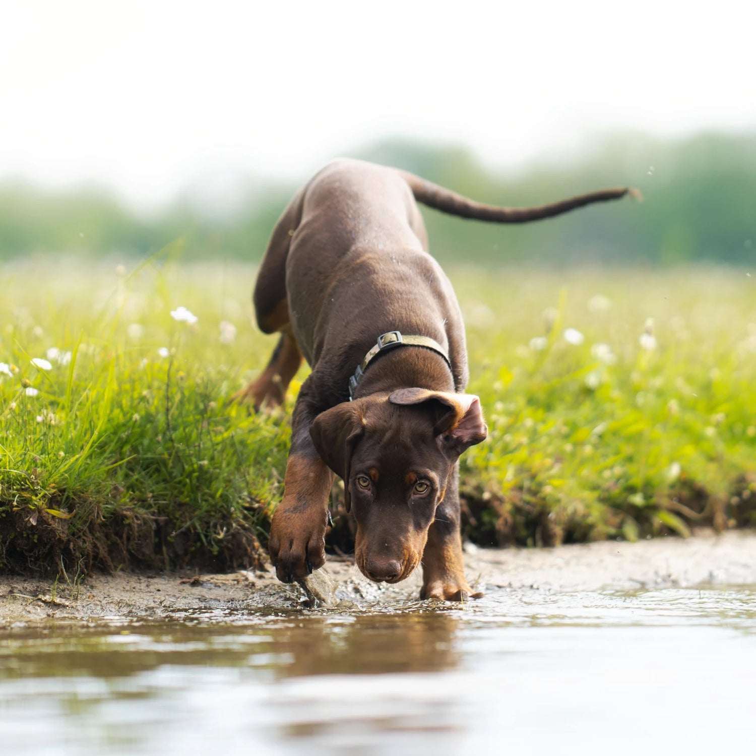 Red Doberman puppy stepping into shallow water at a grassy riverbank