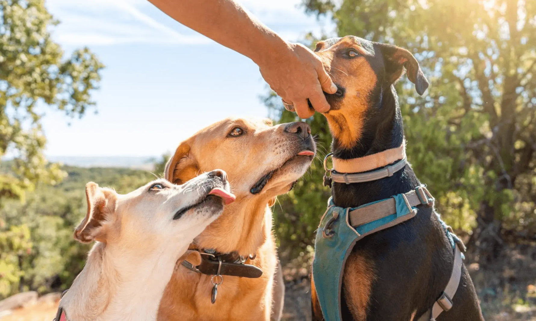 Three dogs sitting outdoors taking treats from a person's hand
