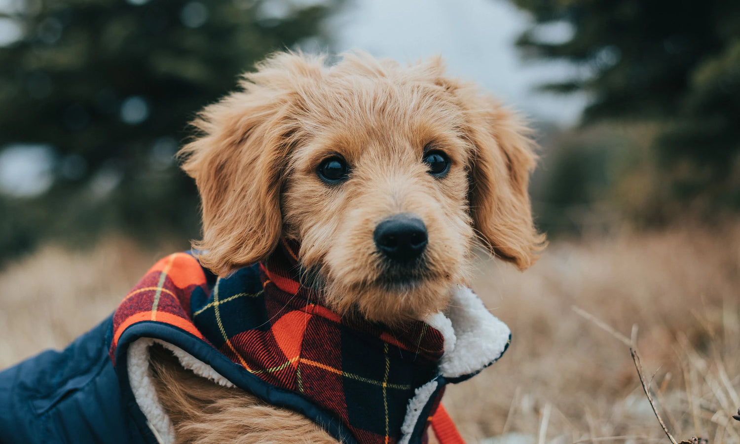Goldendoodle puppy wearing a plaid coat outdoors